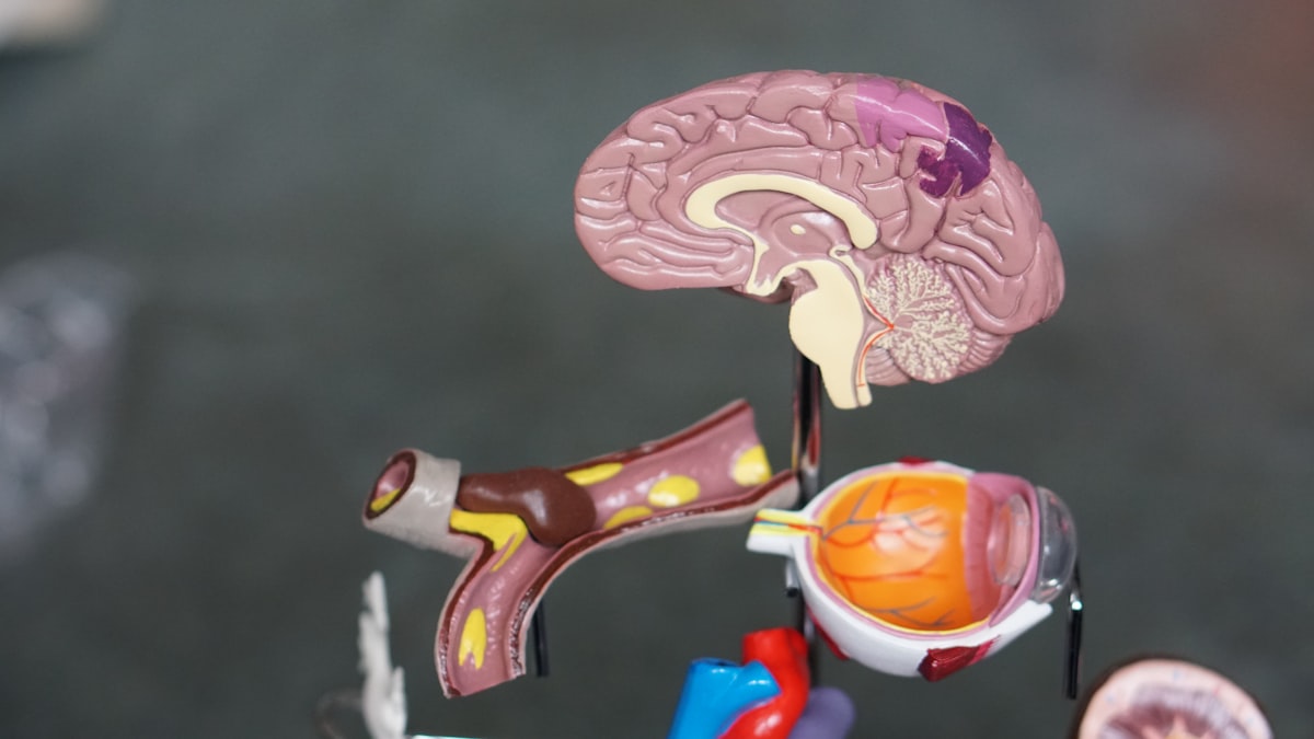 Understanding the digestive system